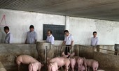 Bộ kêu gọi tái đàn heo, địa phương nói phải thực tế