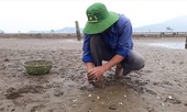Lộ nguyên nhân ngao chết trắng bãi ở Thanh Hóa