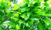 Lá trốn ngủ