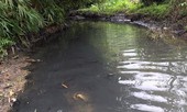 Truy tìm thủ phạm đổ trộm dầu thải gây ra sự cố nước sạch sông Đà