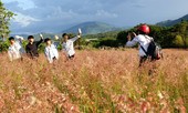 Đồi cỏ hồng lần đầu 'chào khách' trên thảo nguyên M’đrắk