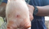 Kì lạ chú heo con 'may mắn' có 2 đầu, 2 mõm và 3 mắt