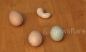 VIDEO:Gà đẻ trứng hình hạt đậu gây 'sốt'