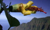 Thiết bị bay không người lái phát hiện loài hoa ở Hawaii được cho là tuyệt chủng