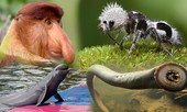 Sửng sốt với hình ảnh những loài động vật kỳ lạ nhất hành tinh