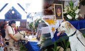 Rơi nước mắt với chú chó khóc nấc trước quan tài của giáo sư