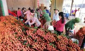 400 chủ vựa Trung Quốc ồ ạt đổ sang, vải thiếu Bắc Giang trúng lớn