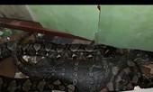 Kinh ngạc cảnh kì đà hồi sinh sau khi bị trăn 'khủng' nuốt chửng