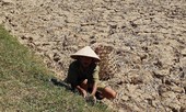 Miền Trung quay quắt trong nắng hạn lịch sử: Sinh tồn trong 'chảo lửa'