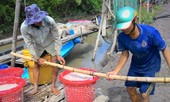 Ruốc được mùa, giá rớt thảm
