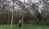 Lật tẩy đường dây hợp thức sổ đỏ đất rừng cho vợ chủ tịch huyện