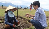 Đá đen Phú Yên được gom để bán sang Trung Quốc