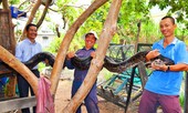Nuôi trăn khổng lồ ở Gia Lai
