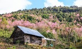 Mai anh đào bừng nở hút khách lên Đà Lạt