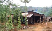 Vô tư 'cấp nhầm sổ đỏ' trên đất rừng đặc dụng