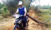 Tây Nguyên quay quắt vì hạn hán