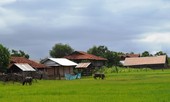 Đa thê ở vùng biên