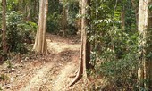 Tận thấy hiện trường vụ phá rừng Phong Nha - Kẻ Bàng