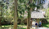 Lùm xùm quanh chuyện đóng cửa dinh thự vua Mèo