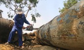 Mũi khoan “khủng” xuyên sông Hàn