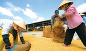 Giá lúa đồng bằng sông Cửu Long liên tục giảm