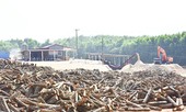 Làm nhà máy gỗ dăm chui, vẫn 'tỉnh bơ' hoạt động