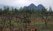 Nghĩ thêm từ cây na Tổ