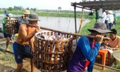 Ùn, ứ, ế, nông, thủy sản xuất sang Trung Quốc: Năm sai lầm lớn