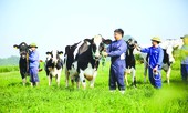 Điều khác biệt trên nông trường bò sữa lớn nhất Việt Nam