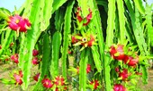 Phân bón hữu cơ Hiệp Thanh - vì nông nghiệp xanh