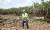 Hàng ngàn ha mía chậm thu hoạch, nguy cơ thiệt hại lớn