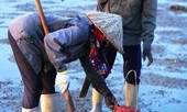 Cuộc sống của những phụ nữ săn 'sâm đất'