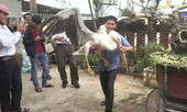 Chim bồ nông quý hiếm sa lầy ở Cửa Việt