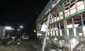 Lập thêm chốt trên Quốc lộ 1 chặn dịch tả lợn châu Phi