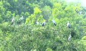 Loài cò nhạn quý hiếm trong Sách đỏ xuất hiện ở Quảng Trị
