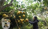 Lo “bưởi tặc”, người Diễn đầu tư thiết bị chống trộm ngày giáp Tết