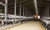 Lãi 450 tỷ - bà Thái Hương khai mở con đường làm giàu từ nông nghiệp