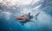 Khả năng 'nhịn đói' kì lạ của cá mập voi
