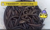 Thu lời lớn, dân Trung Quốc đổ xô đi đào giun đất về vừa bán, vừa… ăn