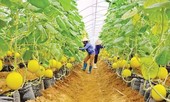 Agribank tiếp sức nông sản Việt ra thế giới