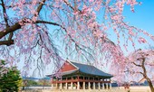 Du xuân Hàn Quốc, ngắm hoa anh đào cùng Pymepharco
