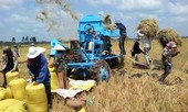 Thách thức của ngành lúa gạo và đóng góp của Agribank
