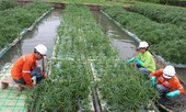 Hoàn nguyên môi trường Núi Pháo: Bài học đầu tư khôn ngoan của Masan Resources