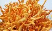 Đông Trùng Hạ Thảo và ma trận ‘vàng mềm’