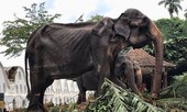 Chấn động ảnh voi già 70 tuổi chỉ còn da bọc xương vì bị bóc lột sức lao động
