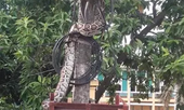 Trăn 'khủng' vắt vẻo trên cột điện ở Phú Thọ đã bị người dân làm thịt