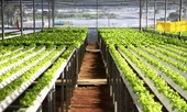 Agribank nỗ lực hành động vì chất lượng cuộc sống cộng đồng
