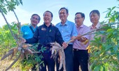 “Xấu dây - tốt củ'