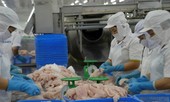 Doanh số xuất khẩu cá tra Việt Nam cao lịch sử
