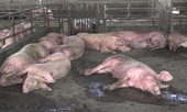Dịch tả lợn châu Phi ‘tấn công’ ra các đảo ở Kiên Giang